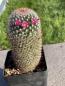 Preview: Mammillaria rekoi leptacantha